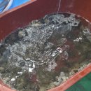 수산농장 | 대전맛집 한밭 신화수산 알배기 봄 쭈꾸미 샤브샤브 너무 맛있어요!