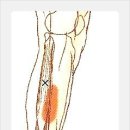 장비골근[Fibularis Longus] 이미지