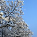 안산천남로 | 안산 도심 벚꽃명소 나들이가기좋은곳 추천 5곳