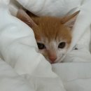 소원동물병원 이미지