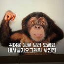 내셔널지오그래픽 사진전 포토아크 전시회 내돈내산 후기 귀여운 동물들의 잠실 뮤지엄209 전시
