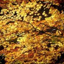 지리산 단풍비 이미지