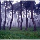 바다의 숲속 이미지