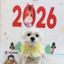 구미산동 애견미용 눈부시개 이미지