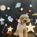 우주펫애견미용 이미지