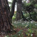 지천솔밭 이미지