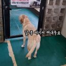 골든독 이미지