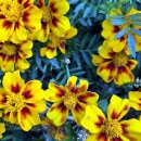 선자농장 이미지