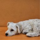 즐거운 강아지 | 수원 강아지카페 반려견 없이도 즐거운 힐링 공간, 애견카페 '커멍요' 방문 후기