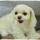 꼬야애견 이미지