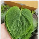 서진농장2 이미지