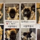 꽃길걷개 이미지