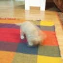 강아지 지니 이미지