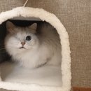 온레스트그루밍 이미지