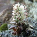 바위 솔 이미지