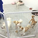 바울축산 | 서울동물복지지원센터 유기동물 입양 교육