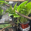 대서환경(주) | 카멜레온에게 스팟은 필수 or 옵션?