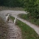 양평-용문-용문-4 이미지