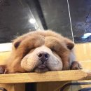 플레이독스 | 건대 보드게임 / 플레이독스 / 후기 리뷰