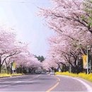 [공연안내] 4월16(토) 저녁7시 동학사 벚꽃축제 M-power밴드 공연 확정 이미지