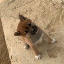 시바견 전문 가도켄넬 이미지