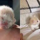 껌딱지펫 이미지