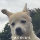 스시랑연어 네이버블로그