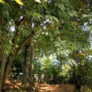 함평 기각리붉가시나무자생북한지 이미지