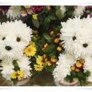 꽃강아지 이미지