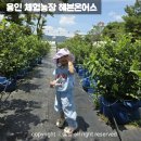 홍양농장 | 용인 아이랑 가볼만한곳 블루베리 체험농장 헤븐온어스