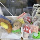 디어 마이 망고 이미지