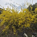 개나리농장 | 2026 주말농장 005 - 싹이 나기 시작했다.