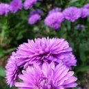 우선국(아스타) 꽃말 개화시기 키우기 효능 향기는 없어요 이미지