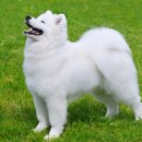 스마일독 이미지