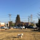 오송애견 이미지