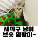 분당 요미독앤캣 강아지분양 고양이분양 이미지