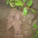 신 기 이미지
