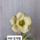 사랑초 HW오각링 이미지