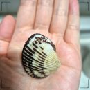 역전꼬막 이미지