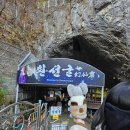 대자연횟집 | 삼척 중앙시장 회포장 살이 통통한 대방어 맛집 바다회활어