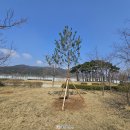 천년뿌리