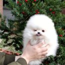 캣 앤 독 두드림 반려견 까페 | 강서강아지분양, 부담없이 사랑스러운 댕댕이 만나보시개!