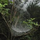 거미줄 사진 이미지