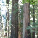 레드우드 이미지