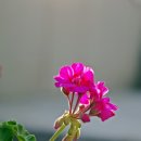 비츠로담