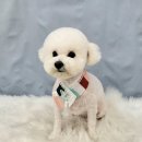 봄날의 댕댕이 이미지