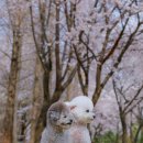 발이봉북로 | 성남 벚꽃스냅 촬영 후기 | 분당 강아지 벚꽃사진촬영 봄 감성 기록