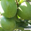 영암햇살농장 이미지