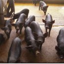 제주흑돼지 이미지