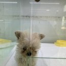 동탄강아지분양 도그데이 이미지